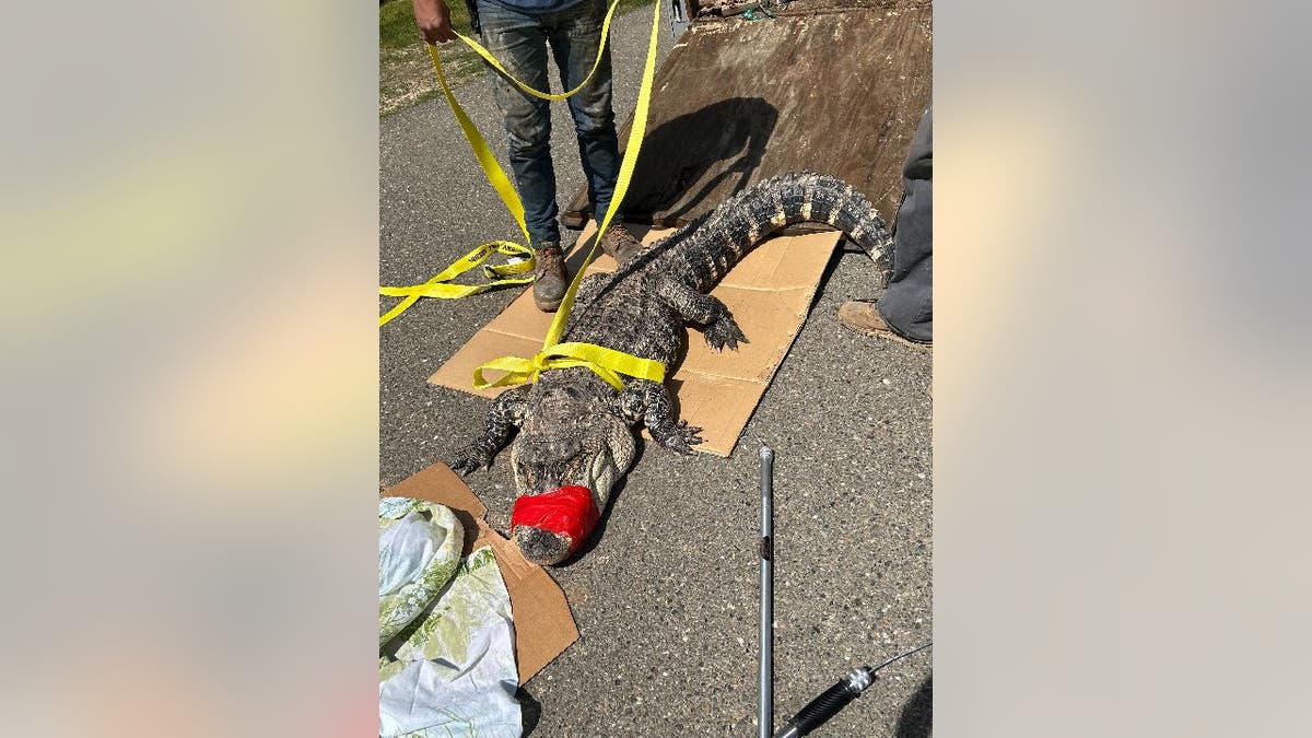 Alligator with red tape on mouth at the bottom of wooden ramp