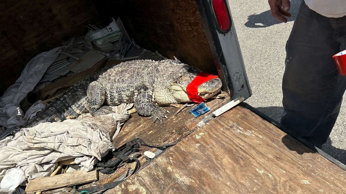 Alligator with red tape on mouth in open van