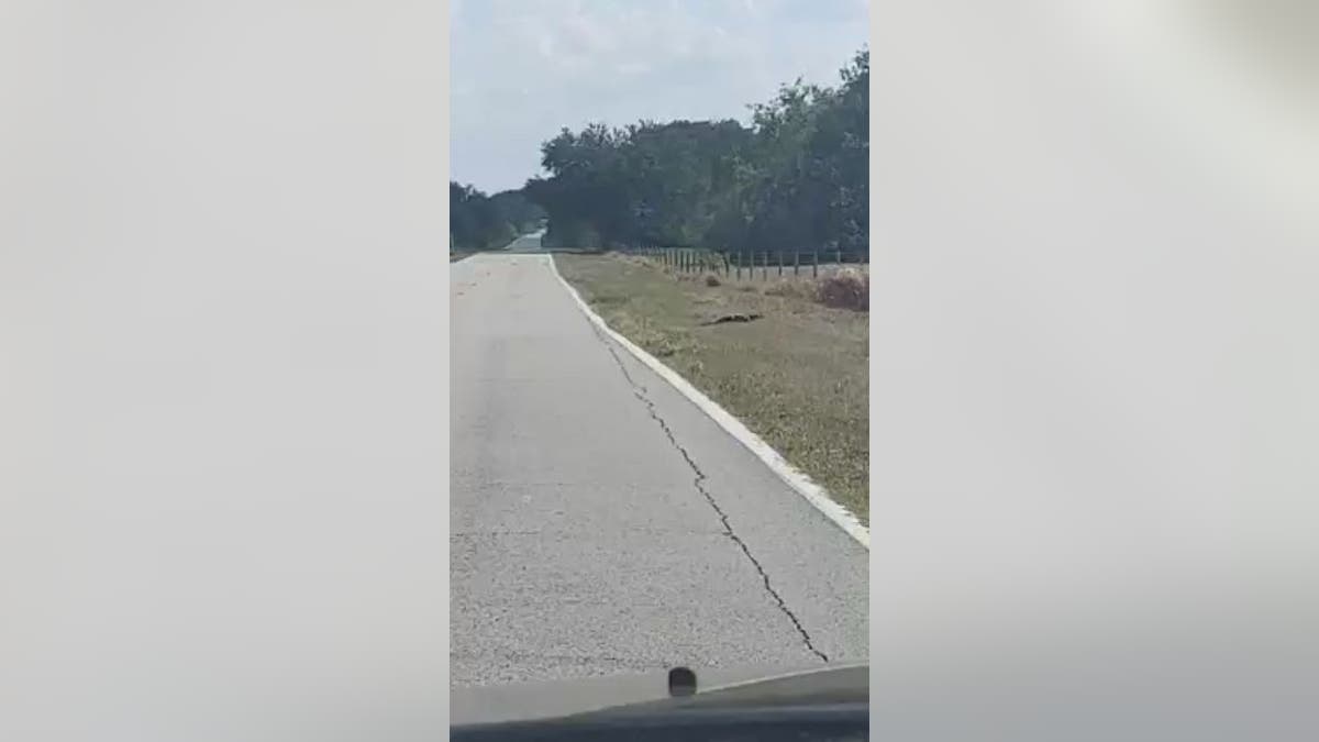 Alligator crosses empty road