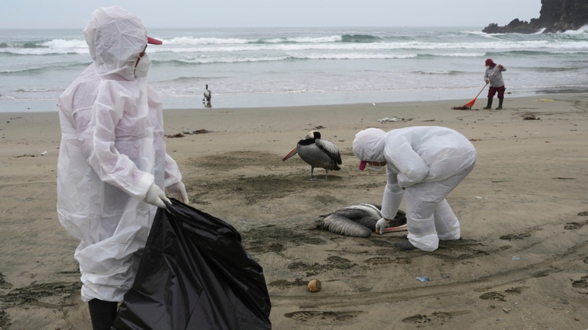 Municipal workers collect dead pelicans on Peru's Santa Maria beach