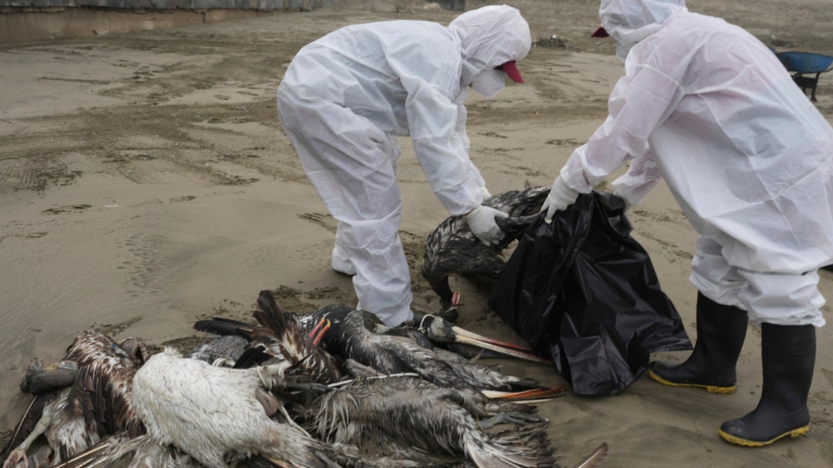 Municipal workers collect dead pelicans on Santa Maria beach