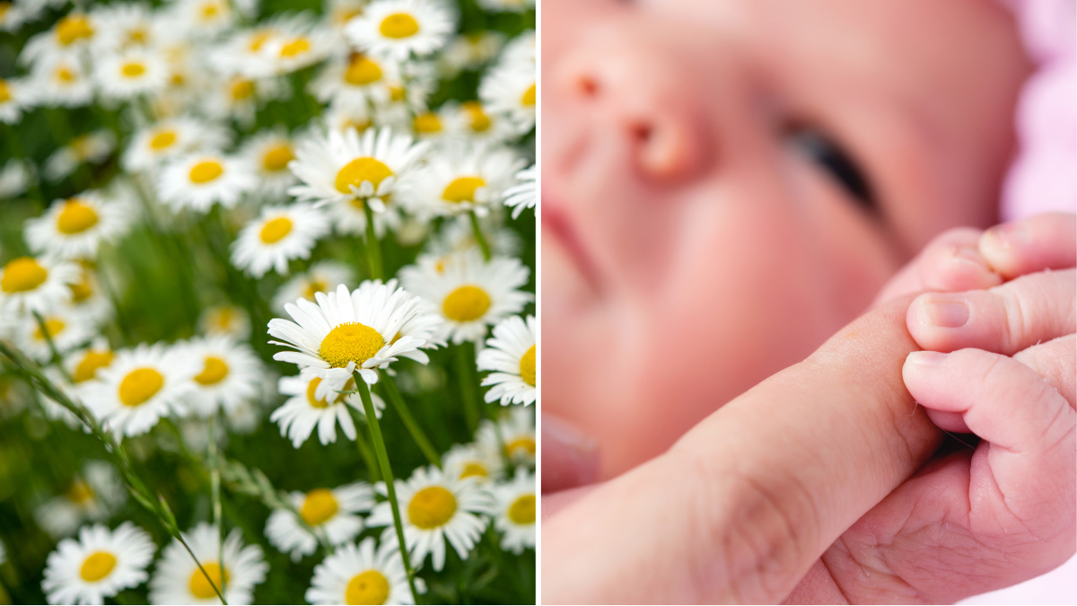 Field of daisies next to baby girl