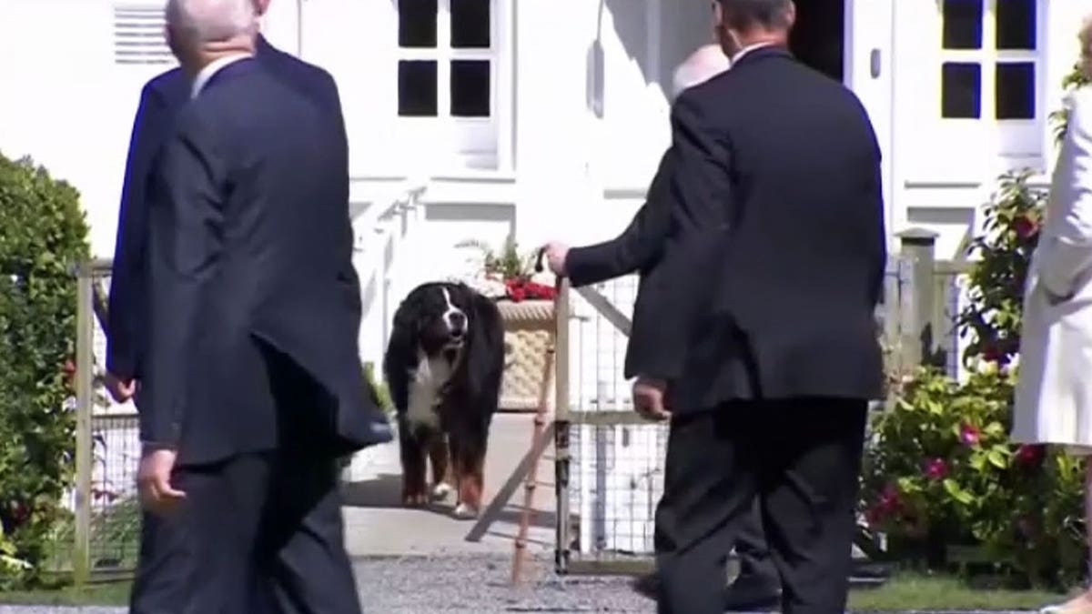 President Biden meets President of Ireland'sdog