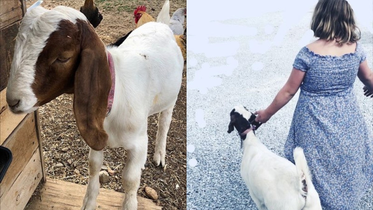 Cedar the goat, left; Cedar with woman, right