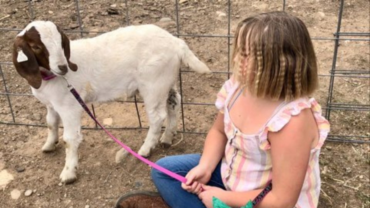 Cedar the goat on leash held by girl