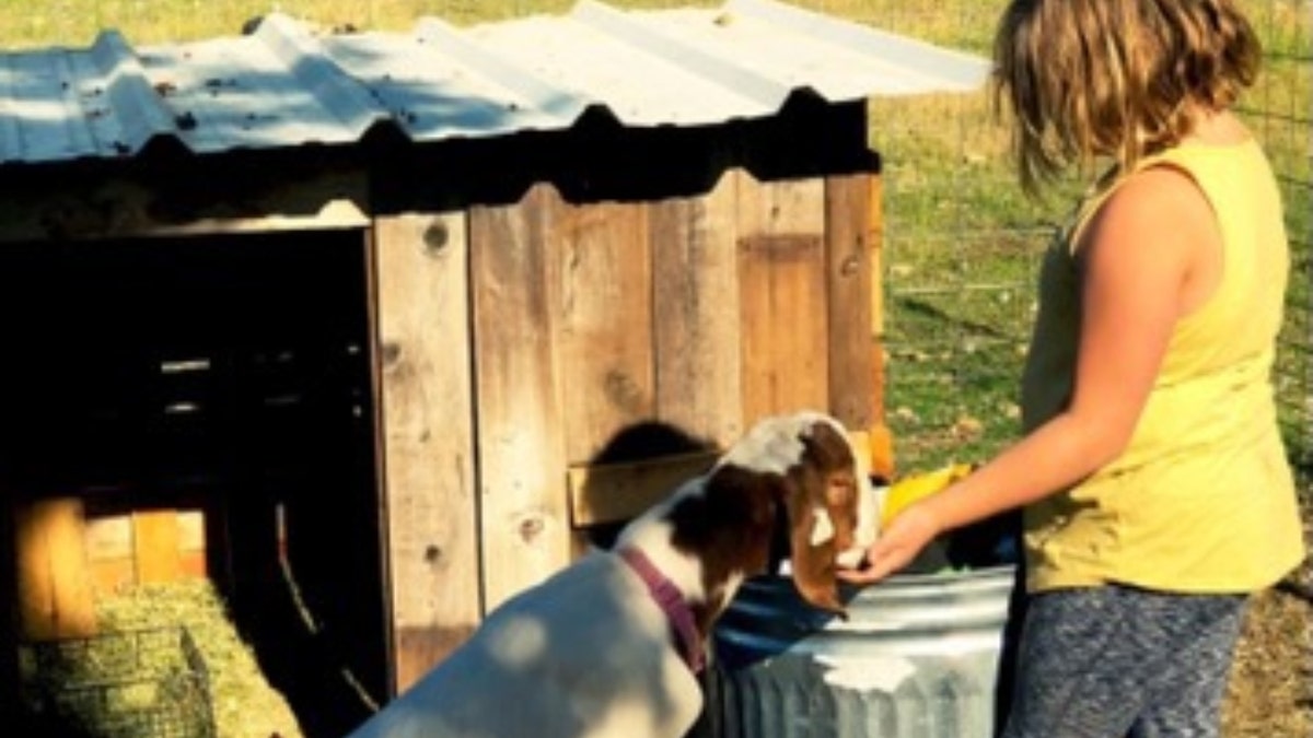 girl feeding Cedar the goat