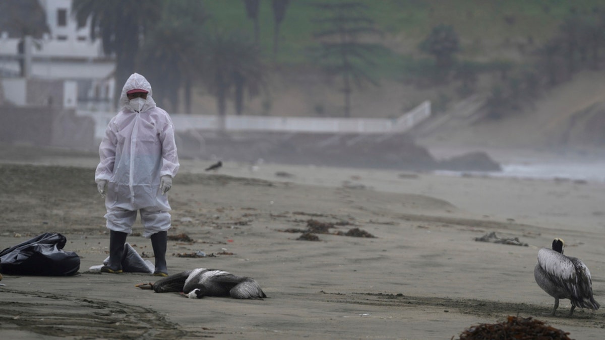 A municipal worker stands amid dead pelicans in Peru