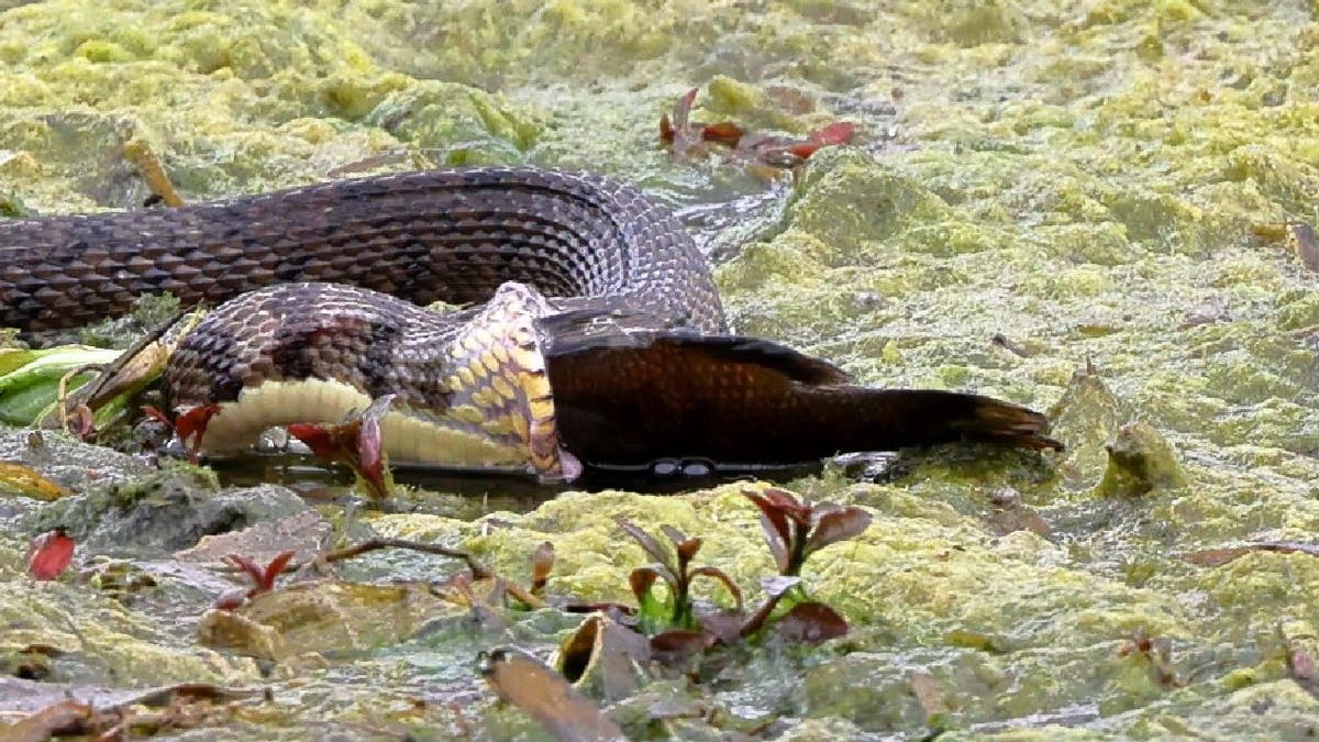 Diamondback water snake in Landa Park, Texas, expands its jaws to eat a sizable fish.