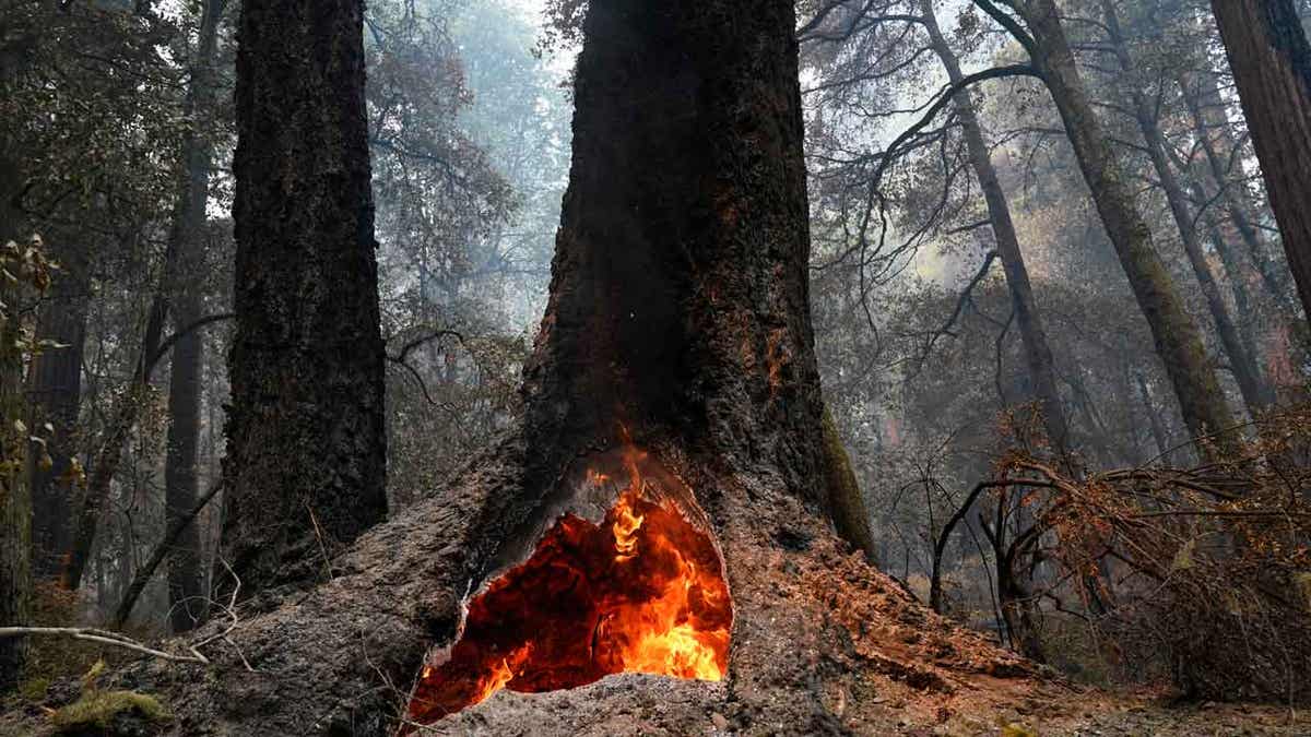 Fire at a forest in California