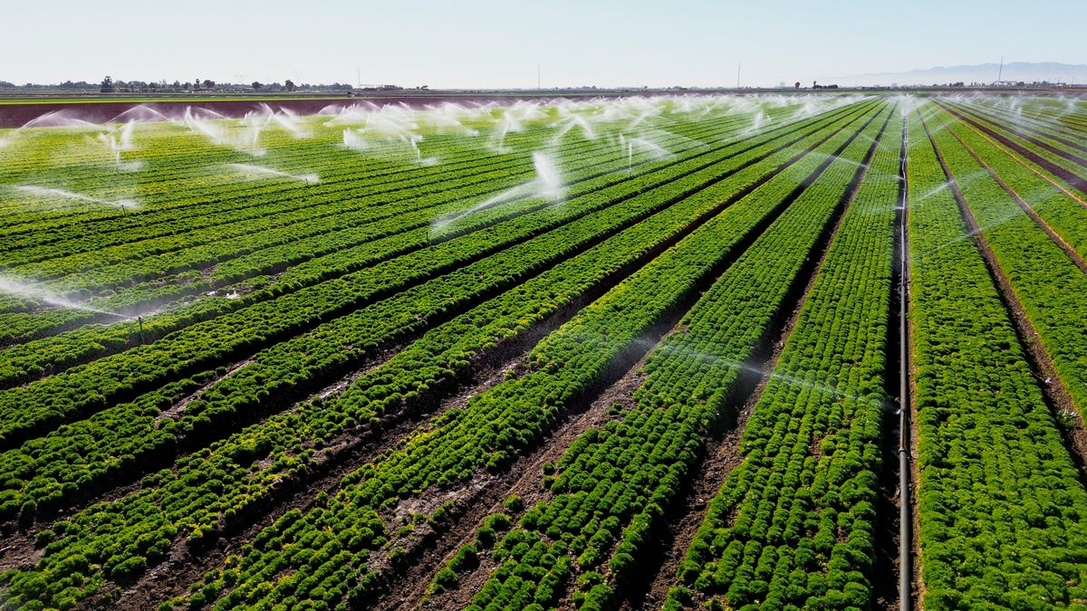 This aerial view shows sprinklers watering a lettuce field in Holtville, California, on February 9, 2023. - A blanket of crops covers the floor of the Imperial Valley in southern California, a patchwork of vibrant greens given life by the Colorado River in a landscape bleached by the desert sun. But as a decades-long drought dessicates the US West and the once-mighty river dwindles, questions are being asked about why a handful of farmers are allowed to take as much water as all of Nevada and Arizona combined. (Photo by SANDY HUFFAKER / AFP) (Photo by SANDY HUFFAKER/AFP via Getty Images)