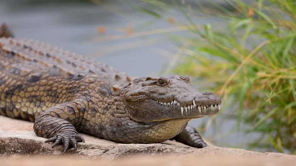 Crocodile in South Africa
