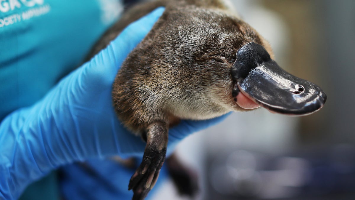 platypus held by handler