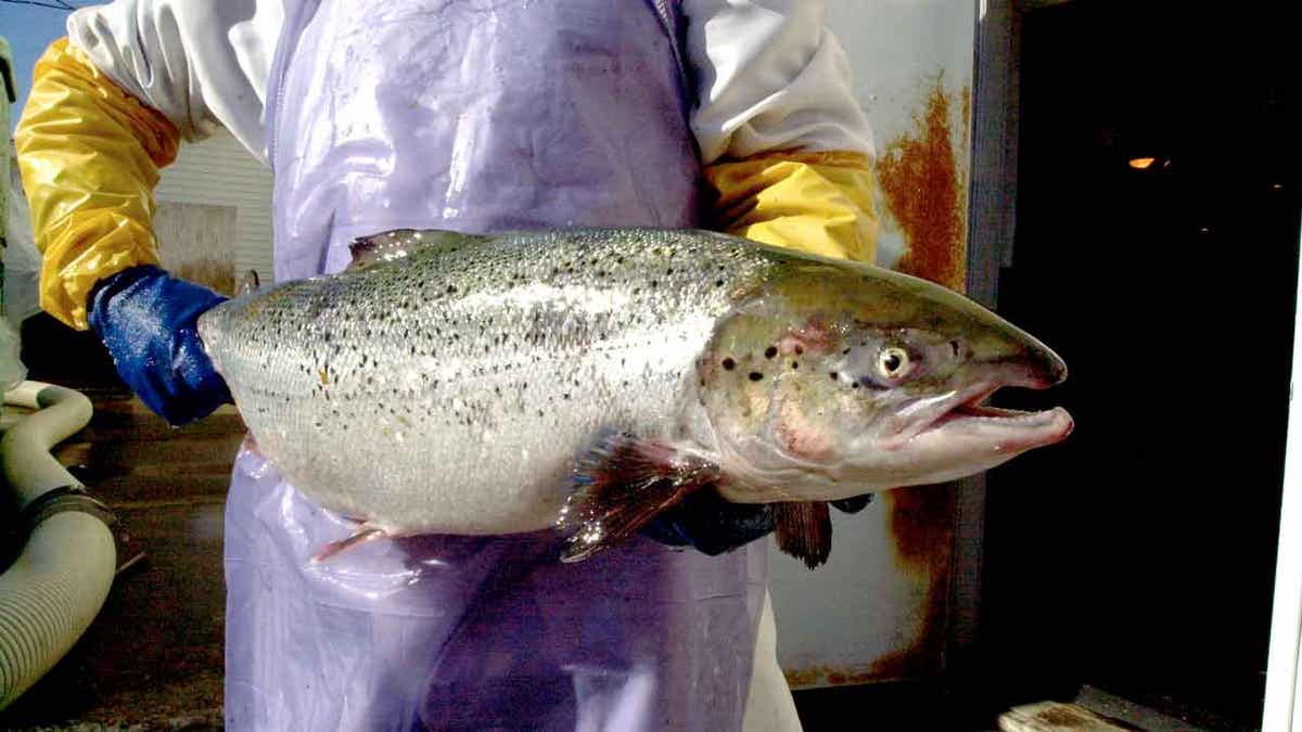 Salmon in Maine