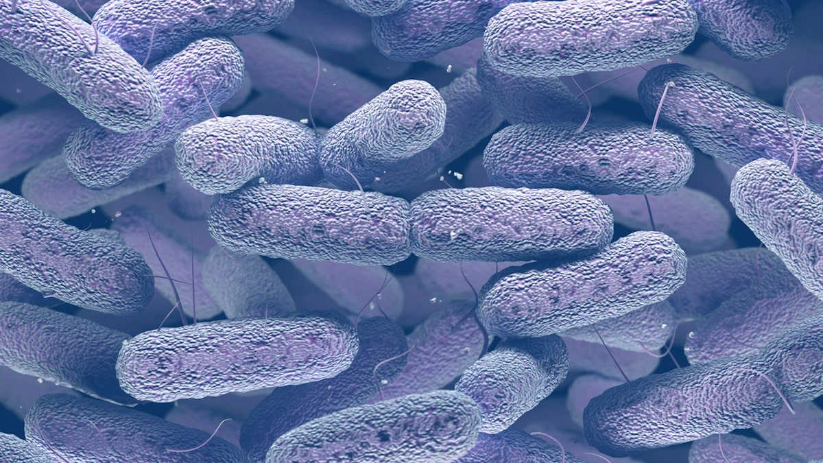 Bacteria
