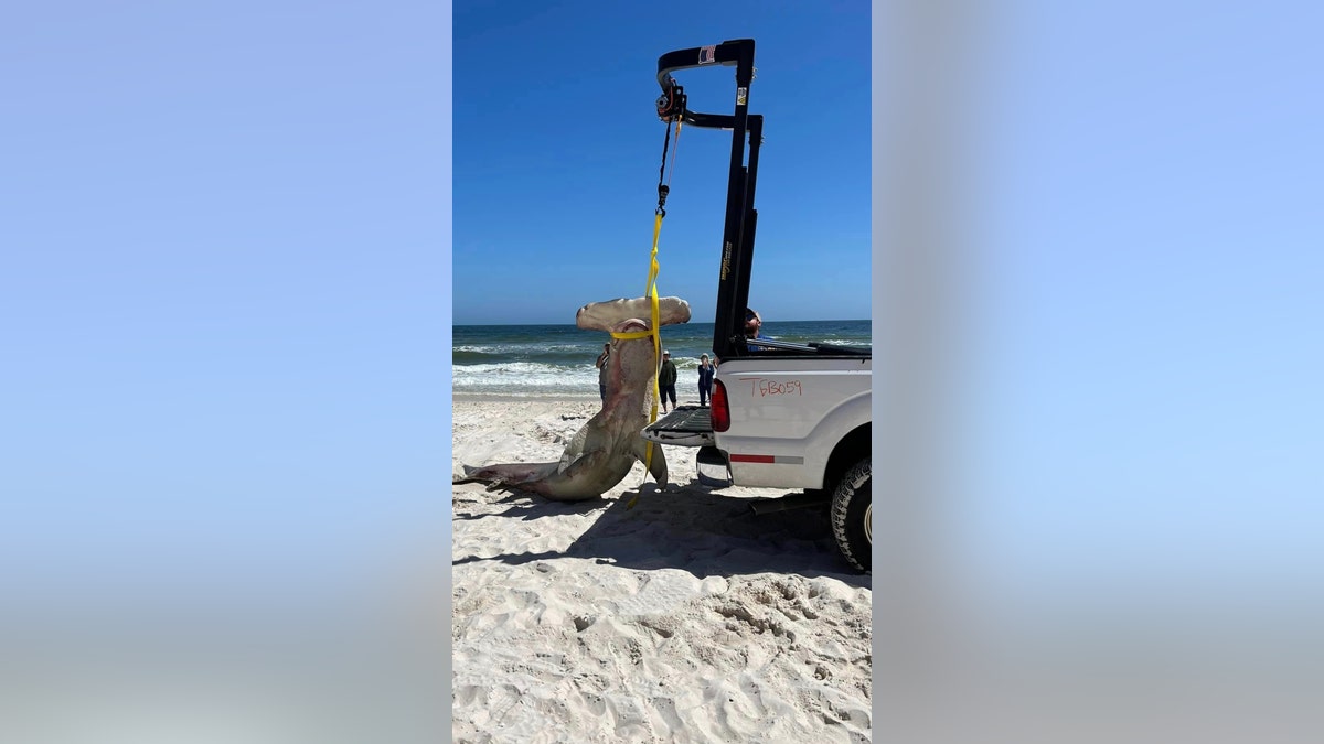 The critically endangered great hammerhead shark was lifted off the beach
