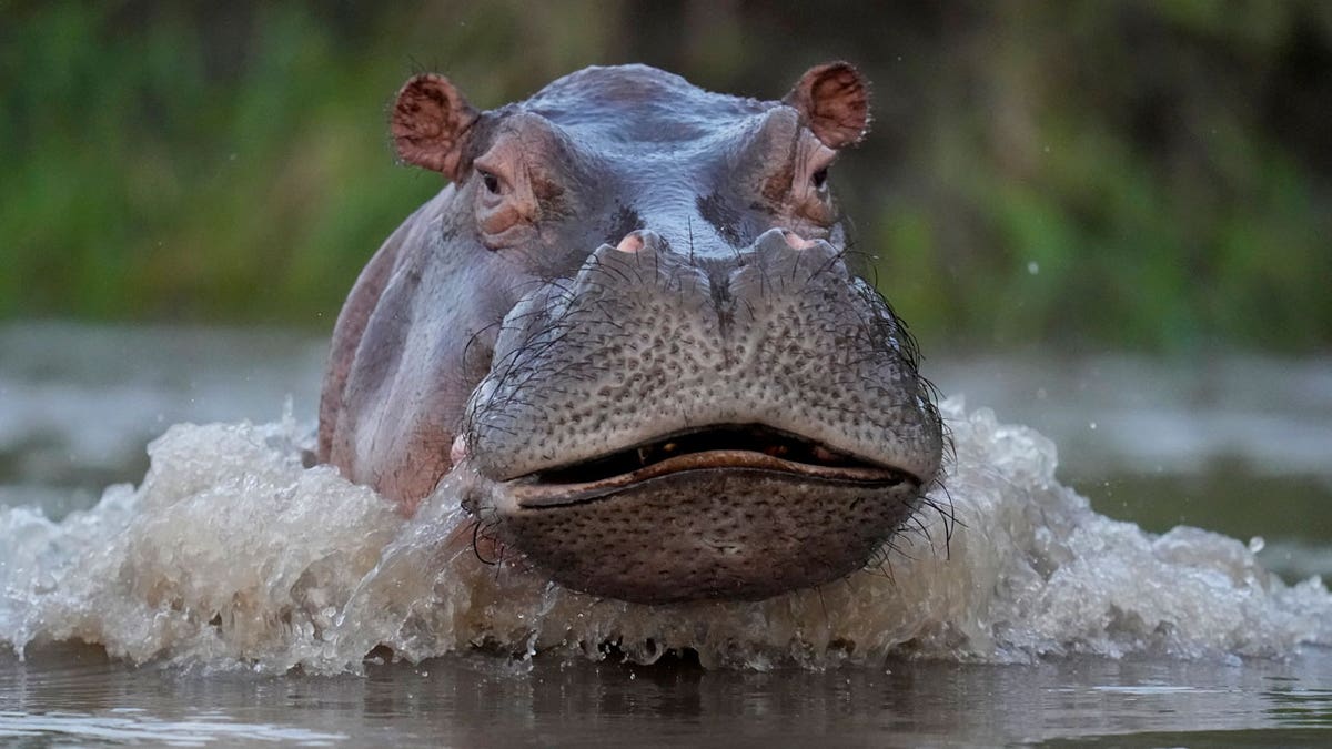 A hippo swims in the Magdalena river in Puerto Triunfo, Colombia, on Feb. 16, 2022.