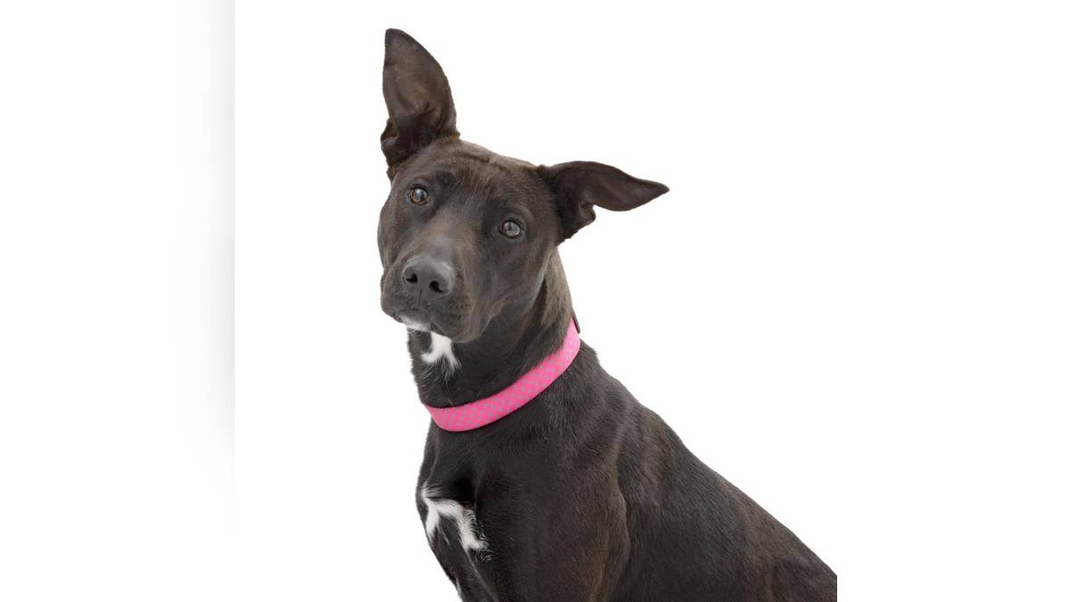 dog black dog pink collar