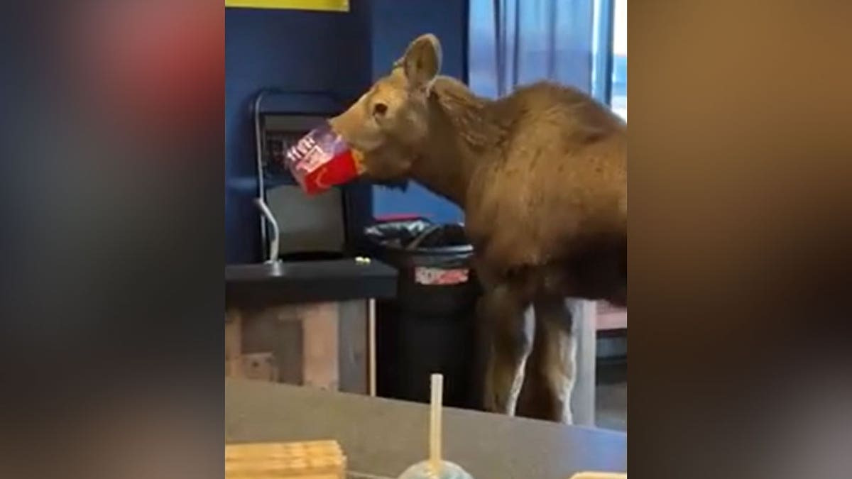 Moose in Alaska movie theater