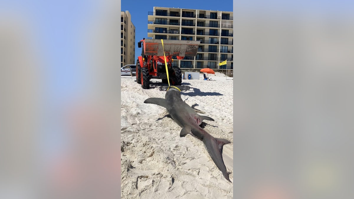 City of Orange Beach Coastal Resources Department staff helped to remove the great hammerhead shark