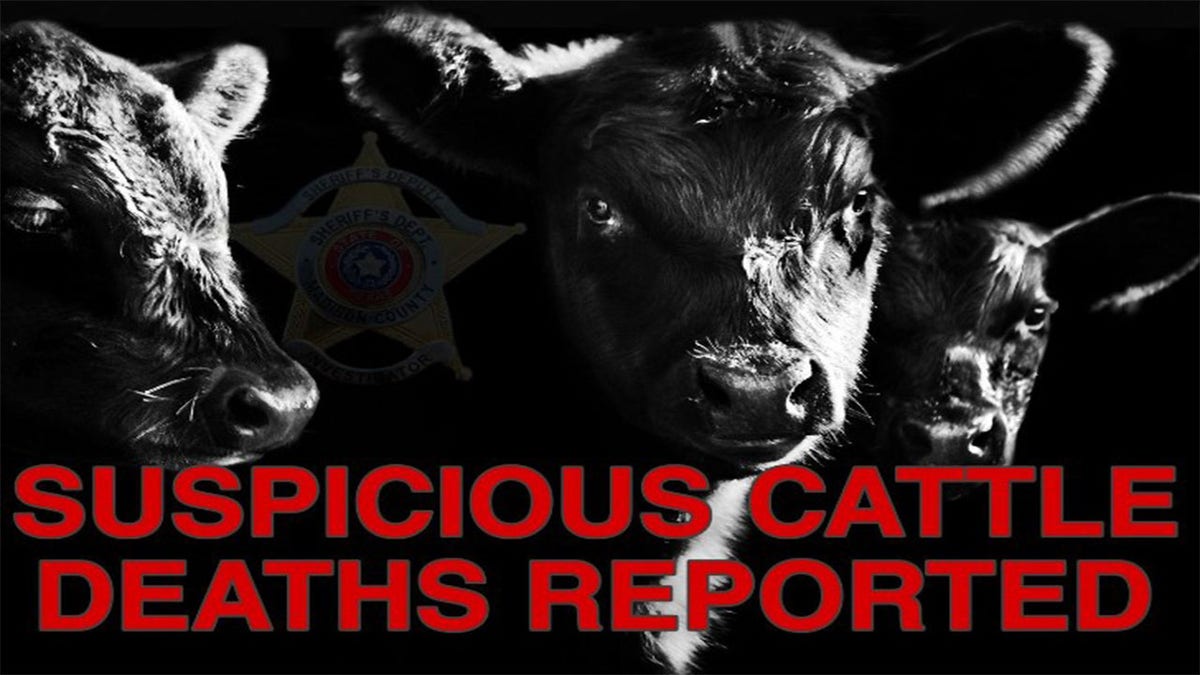 Suspicious Cattle Texas ranches