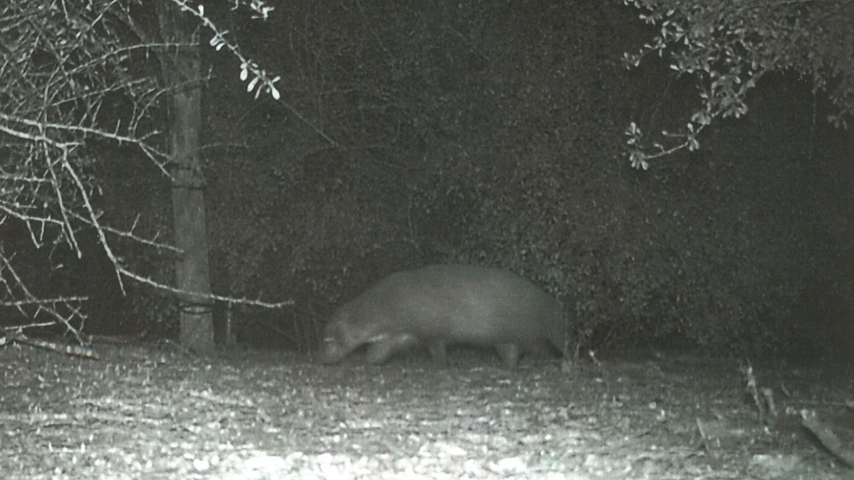 Texas Parks and Wildlife mystery animal