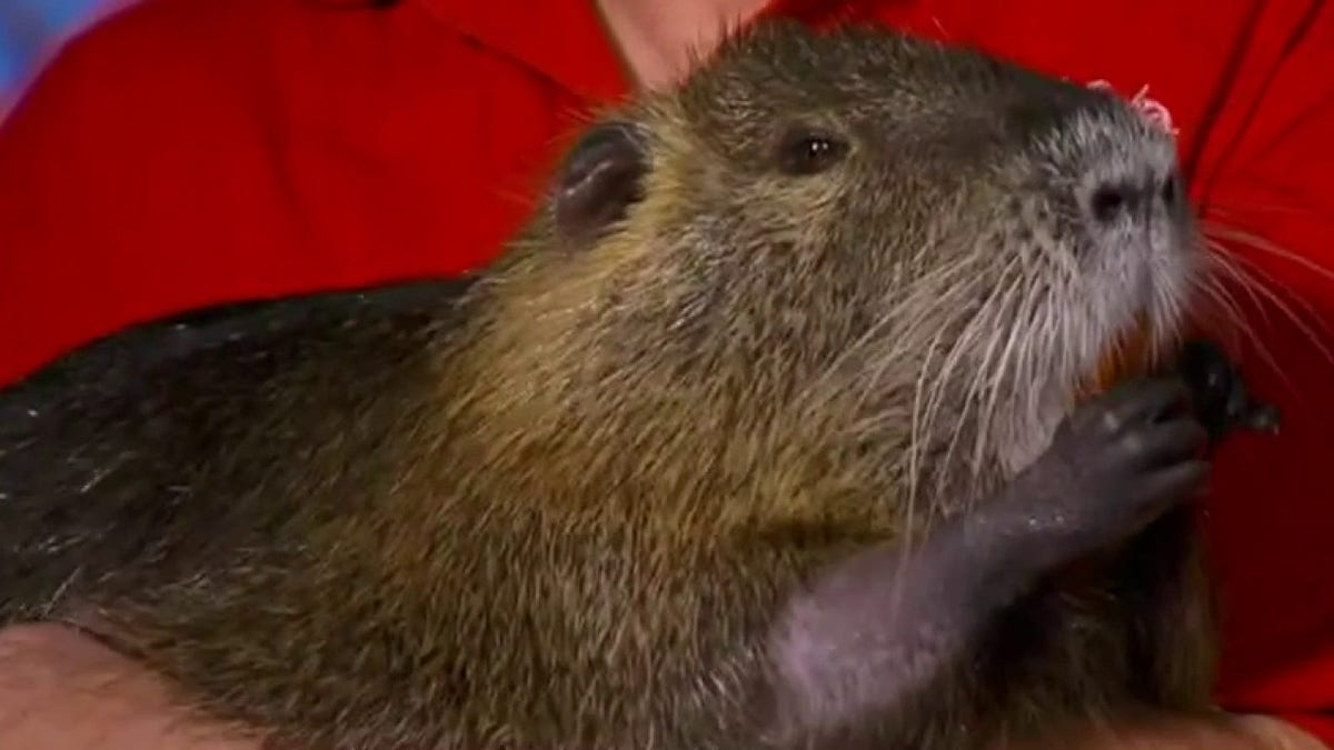 Nutria, rodents 