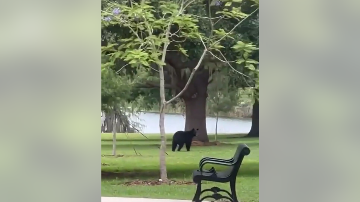 Bear roaming around park