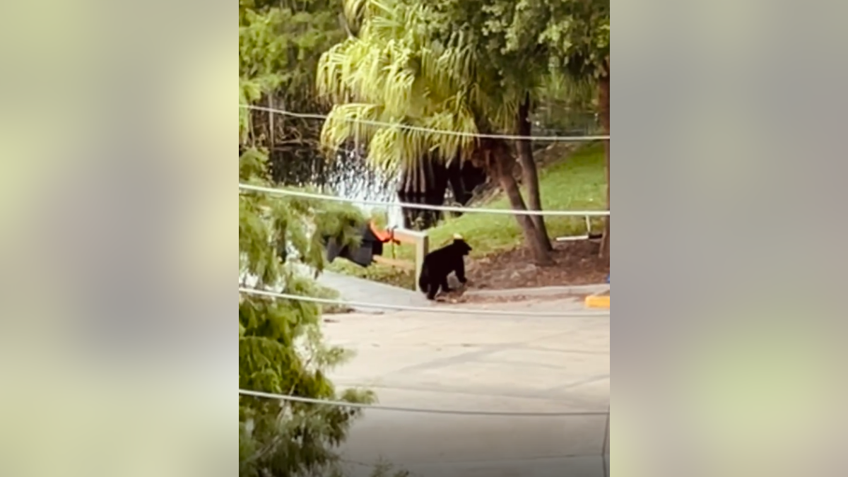 Young black bear roaming in Orlando