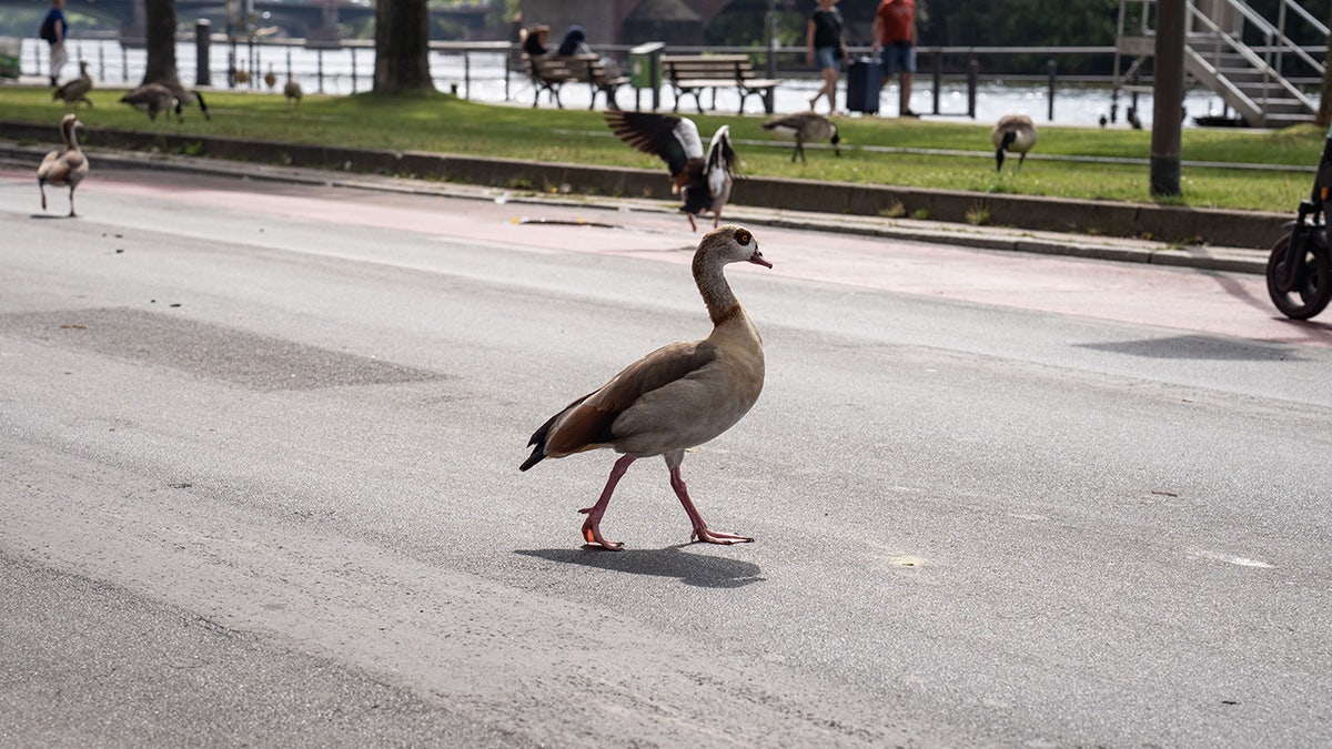 A goose walking across a road