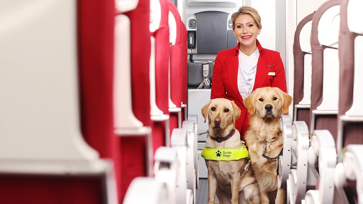 Sight loss guide dog