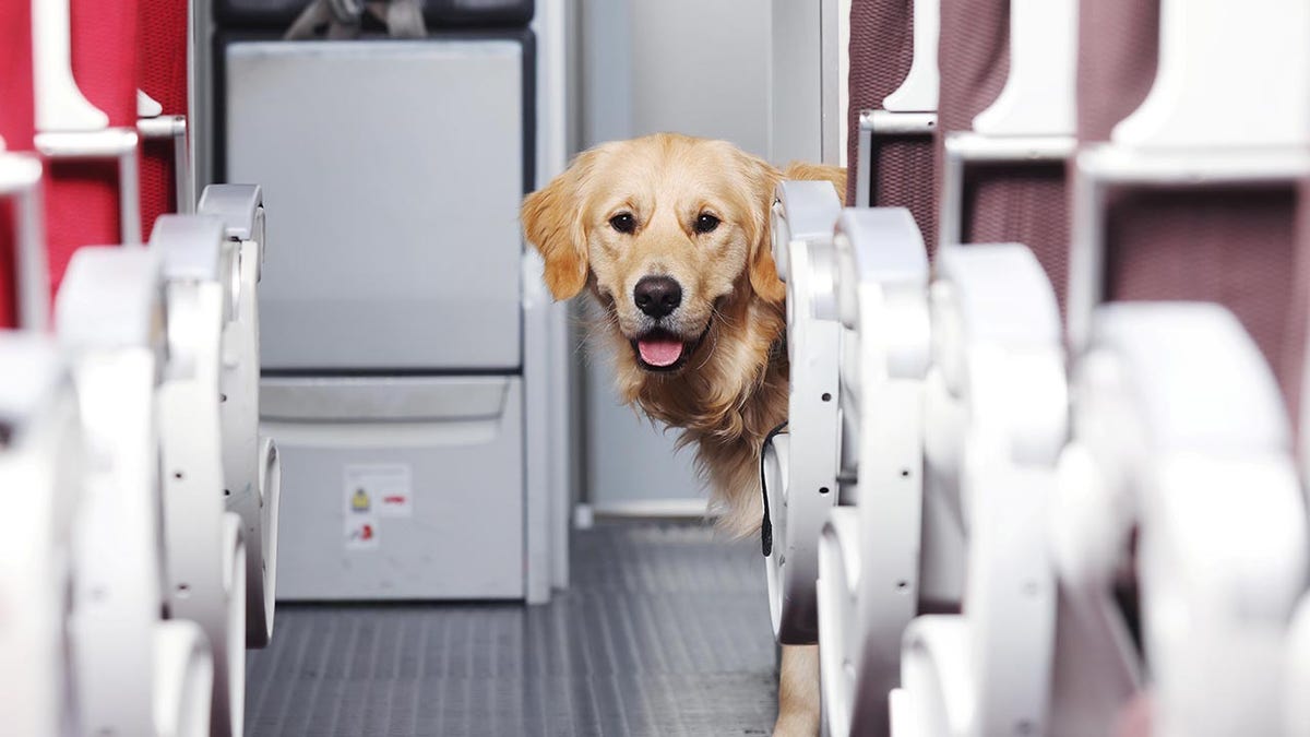 Sight loss guide dog