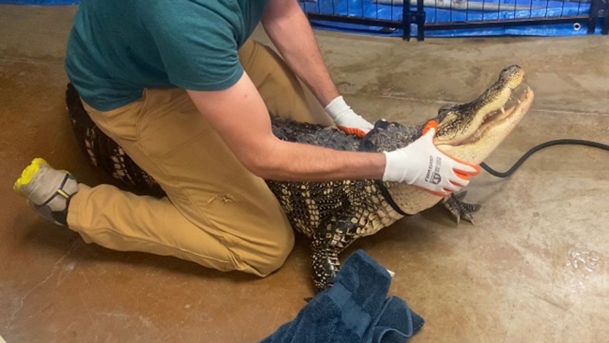 Pennsylvania alligator held down