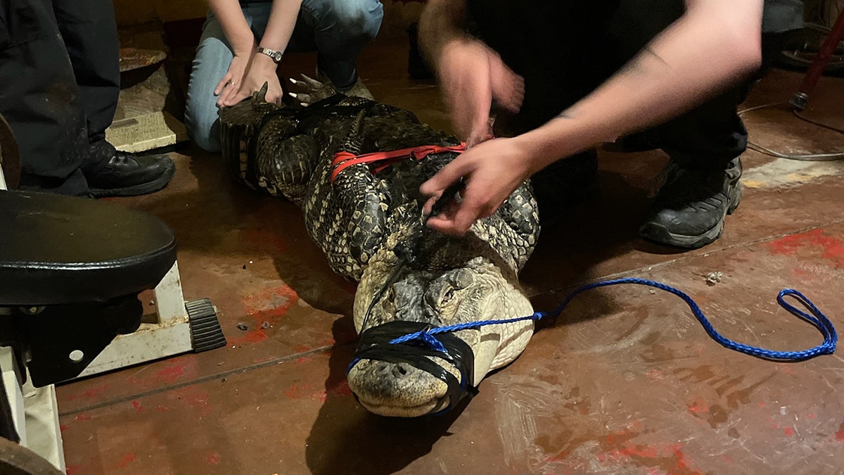 Pennsylvania alligator tied down