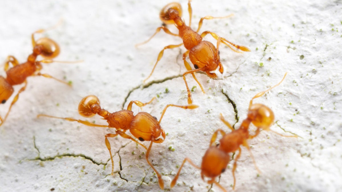 invasive ants