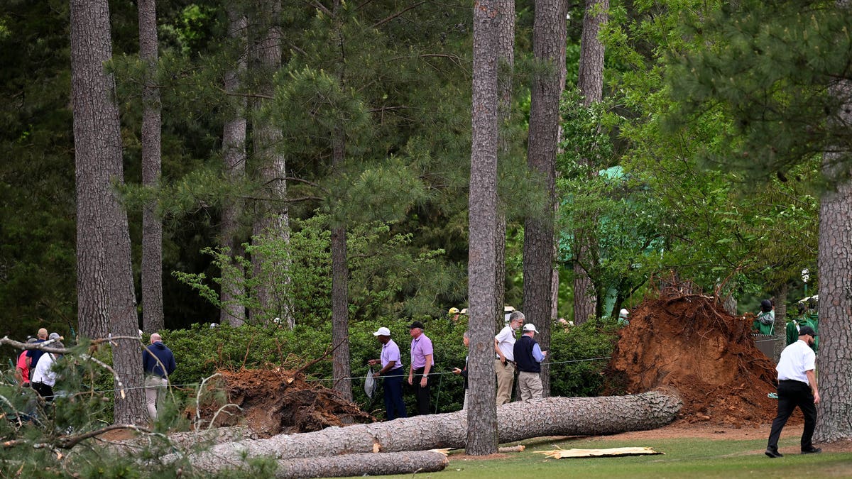 fallen tree at masters