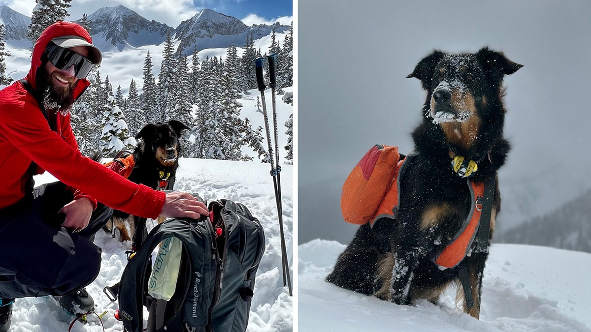 avalanche dog split