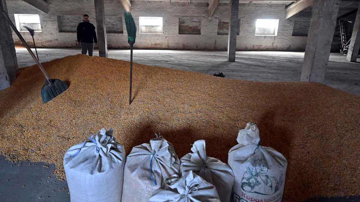 Petro Potapenko examines remnants of unsold corn at his farm in Kyiv, Ukraine, on April 19, 2023. Bulgaria is the latest country to ban grain imports from Ukraine following protests by local farmers.