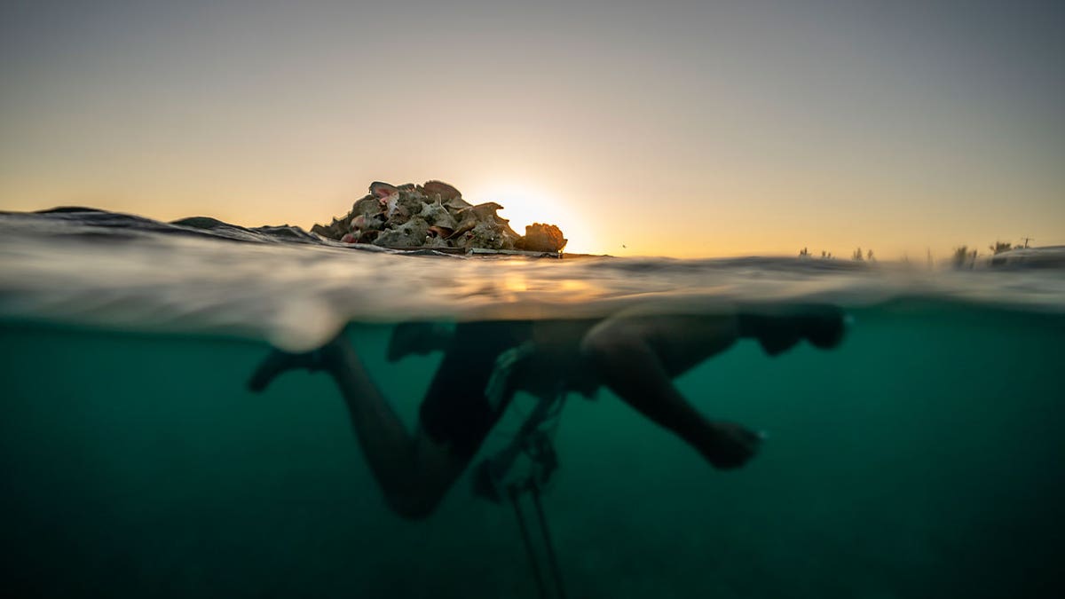 Bahamas conch fishing