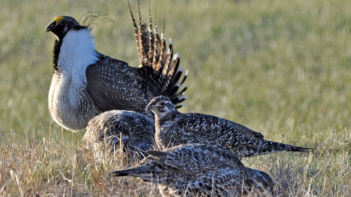 Bistate Grouse Listing