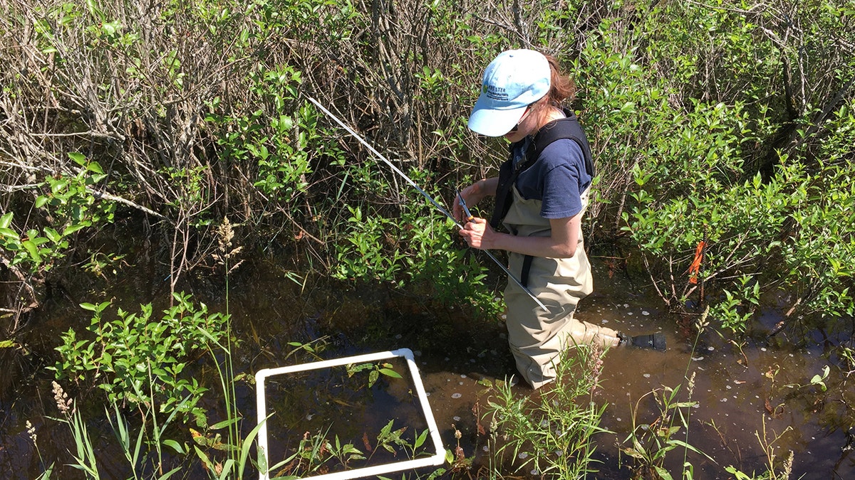 bugs research