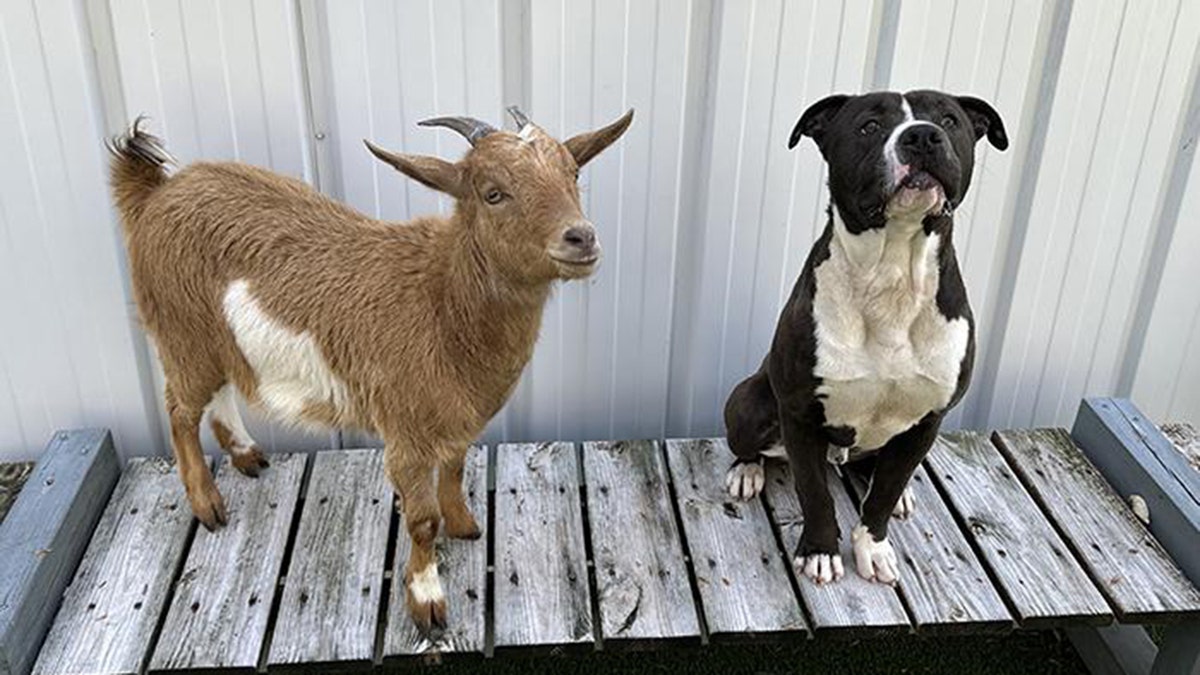 Best buds goat and dog