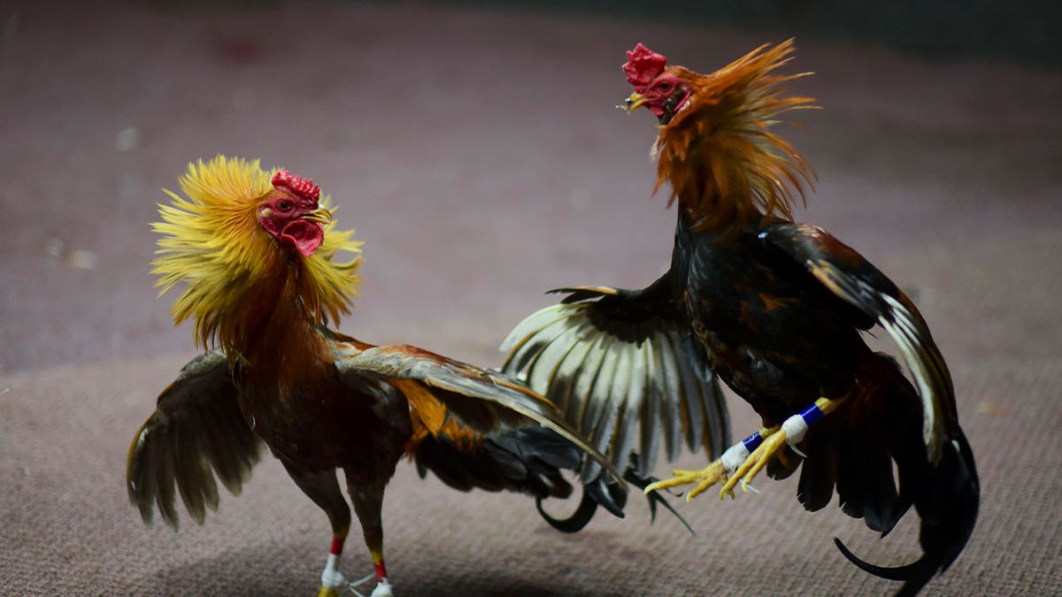 Hawaii Police Promises To Crack Down On Illegal Cockfighting, Gambling ...