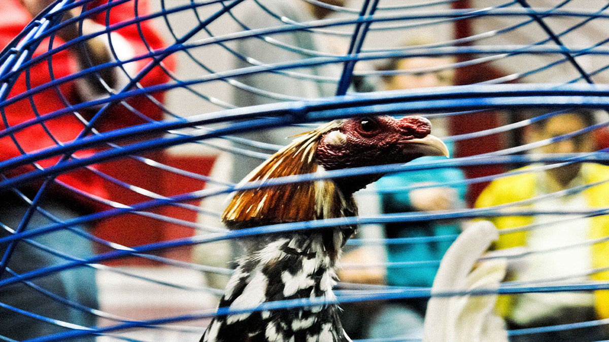 A shooter opened fire at a late-night cockfight in Honolulu, Hawaii, on Friday. Two people were killed and five others were wounded in the incident. Pictured: A fighting cock is seen in a cage in Bogota, Colombia, on April 7, 2006. 