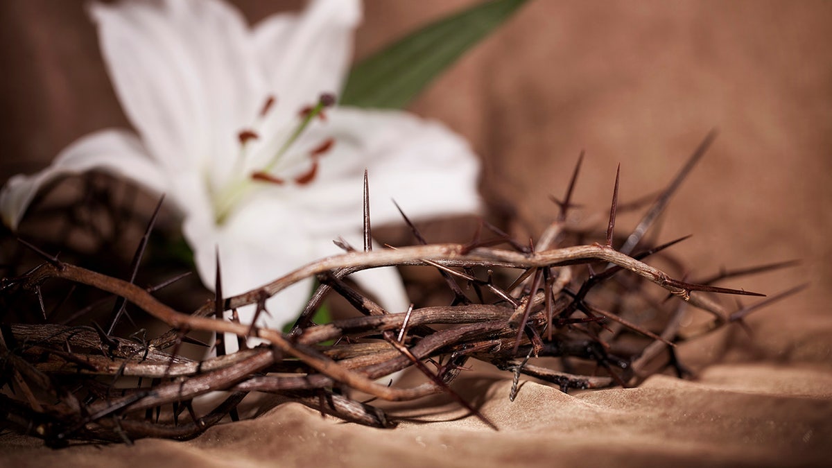 crown of thorns