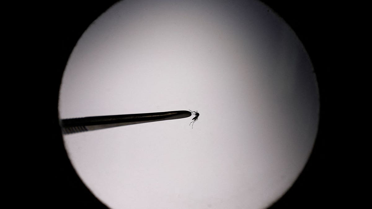 aedes aegypti mosquitoes
