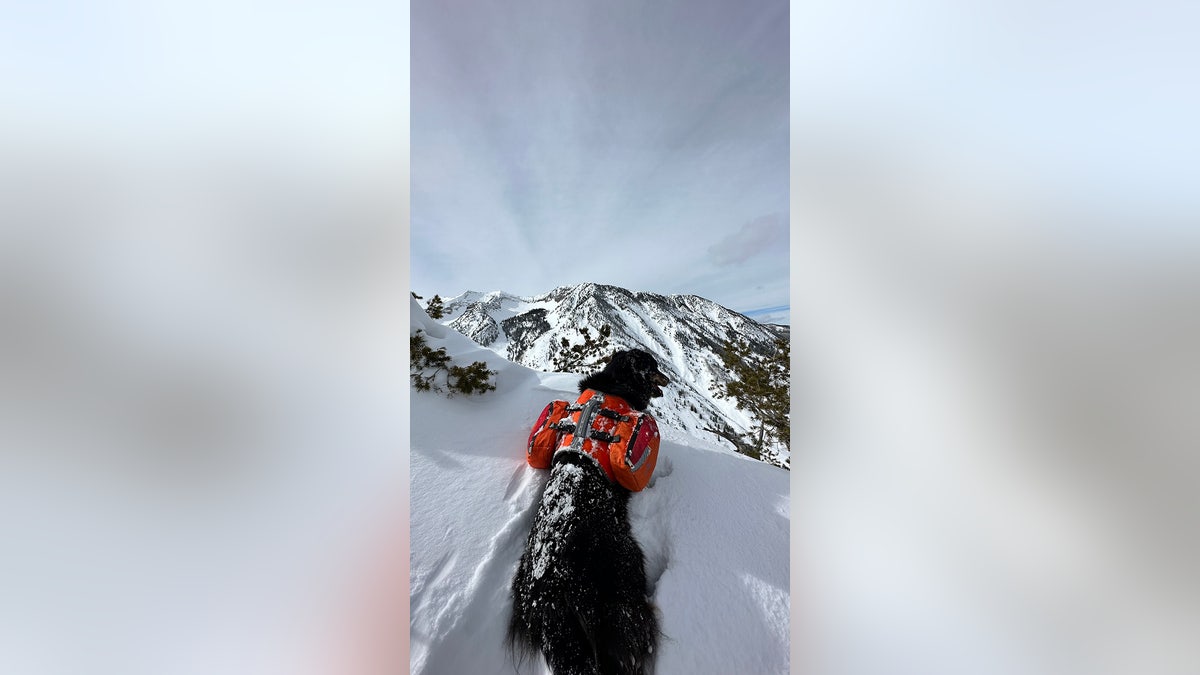 dog avalanche from behind
