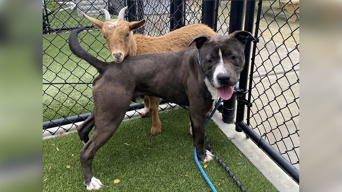 Goat, dog duo in North Carolina