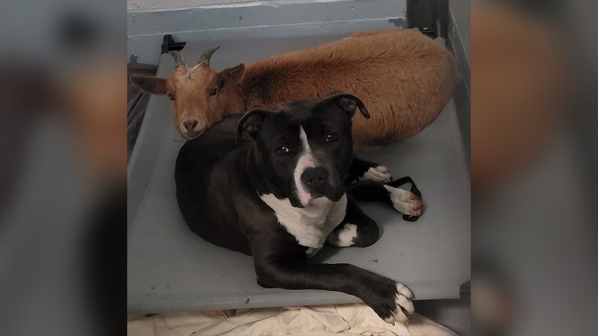 Cinnamon goat, Felix dog lying together