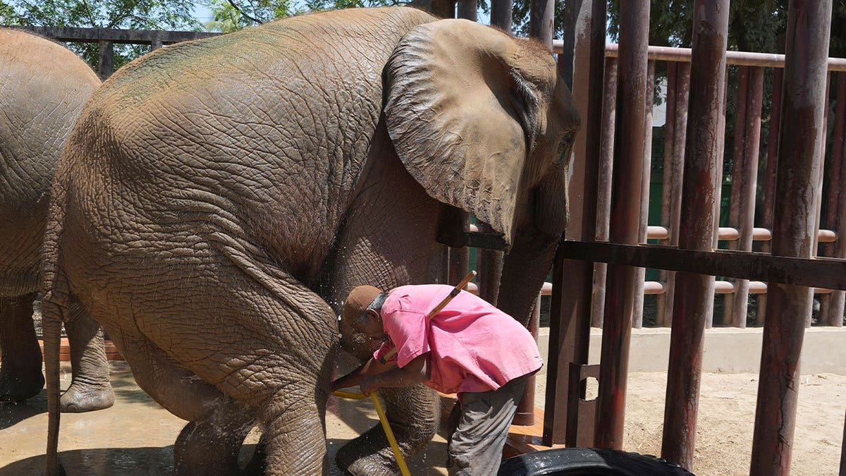 Pakistani elephant