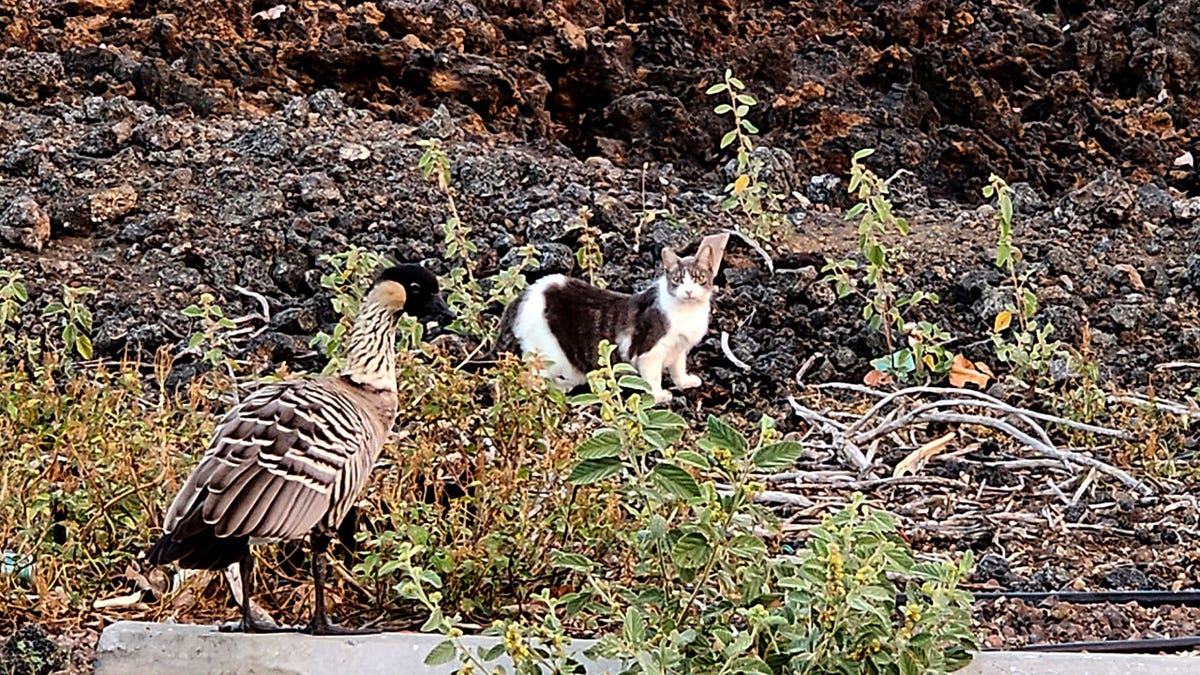 Cat and geese together in HI
